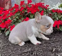 Paris, a female French Bulldog for sale in Berlin, OH – Photo 2 of 2