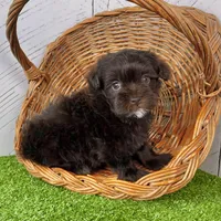 Mickey, a male Havapoo for sale in Berlin, OH – Photo 5 of 6