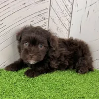 Mickey, a male Havapoo for sale in Berlin, OH – Photo 3 of 6