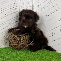 Mickey, a male Havapoo for sale in Berlin, OH – Photo 6 of 6