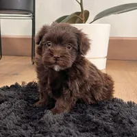 Mickey, a male Havapoo for sale in Berlin, OH – Photo 1 of 6