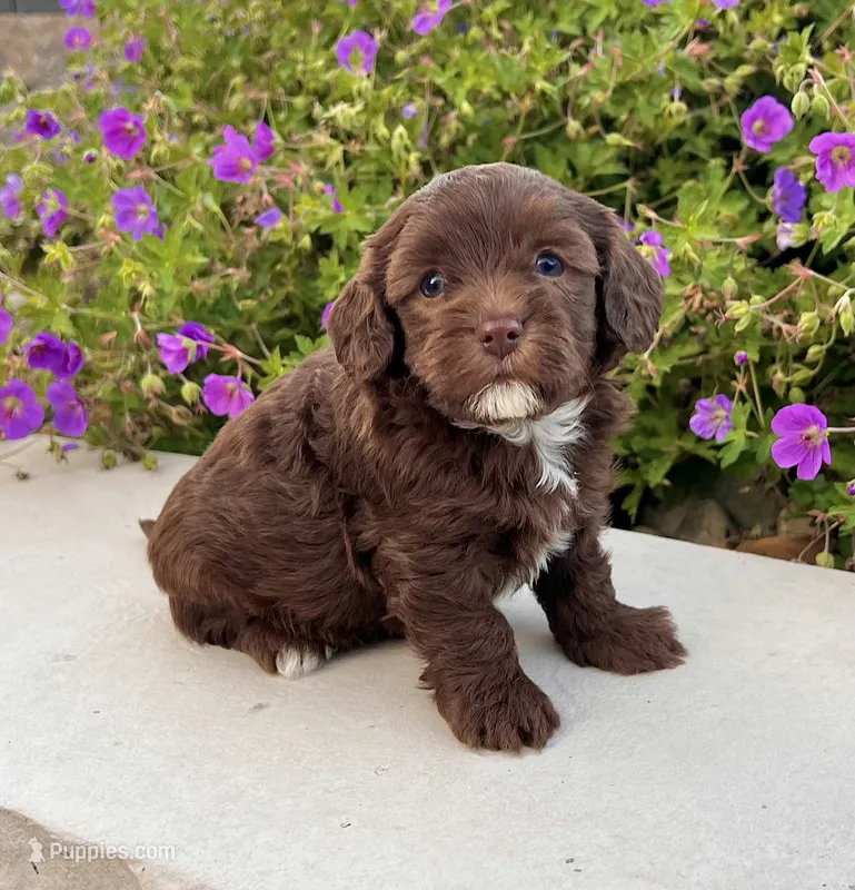 Timmy – Havapoo puppy for sale in Berlin, OH