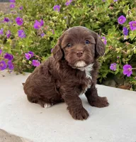 Timmy, a male Havapoo for sale in Berlin, OH – 1 of 7