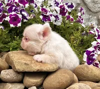 Candi pink , a female French Bulldog for sale in Berlin, OH – 5 of 6