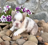 Mercedes , a female French Bulldog for sale in Berlin, OH – 3 of 6