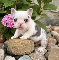 Bullet, a male French Bulldog for sale in Berlin, OH – 1 of 6