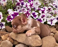 Axel Rojo, a male French Bulldog for sale in Berlin, OH – 2 of 4