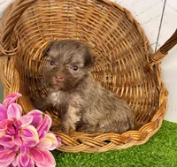 Carla, a female Havanese for sale in Berlin, OH – Photo 4 of 4