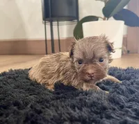 Carla, a female Havanese for sale in Berlin, OH – Photo 2 of 4