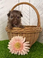 Carla, a female Havanese for sale in Berlin, OH – Photo 3 of 4