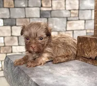 Carla, a female Havanese for sale in Berlin, OH – Photo 1 of 4