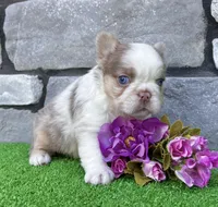 Mercedes , a female French Bulldog for sale in Berlin, OH – 4 of 6