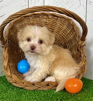 Archie, a male Havanese for sale in Berlin, OH – Photo 4 of 8