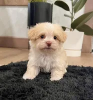 Archie, a male Havanese for sale in Berlin, OH – Photo 5 of 8