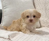 Archie, a male Havanese for sale in Berlin, OH – Photo 6 of 8