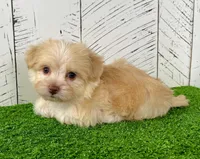 Archie, a male Havanese for sale in Berlin, OH – Photo 8 of 8