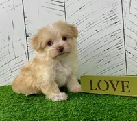 Archie, a male Havanese for sale in Berlin, OH – Photo 3 of 8