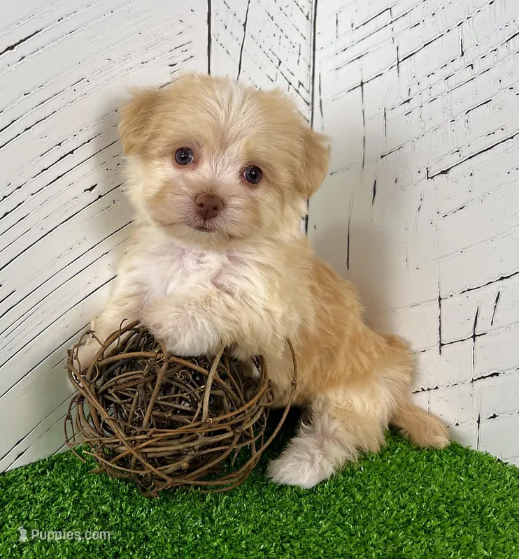 Archie – Havanese puppy for sale in Berlin, OH
