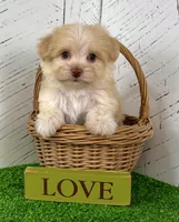 Archie, a male Havanese for sale in Berlin, OH – Photo 2 of 8