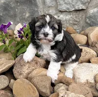Nicki, a female Havanese for sale in Berlin, OH – 1 of 6