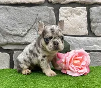 Dawn, a female French Bulldog for sale in Berlin, OH – 3 of 5