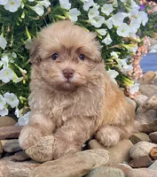 Oscar , a male Havanese for sale in Berlin, OH – 6 of 7