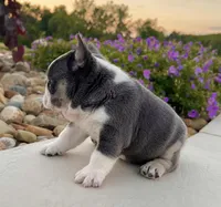 Dozer, a male French Bulldog for sale in Berlin, OH – 3 of 7