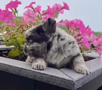 Tiffany , a female French Bulldog for sale in Berlin, OH – 3 of 8