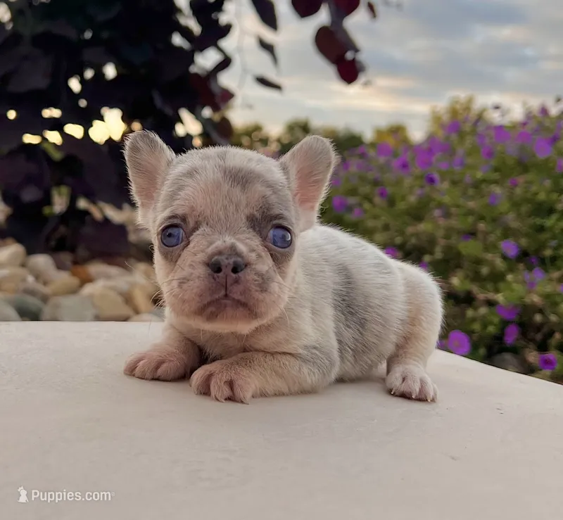 Debbie – French Bulldog puppy for sale in Berlin, OH