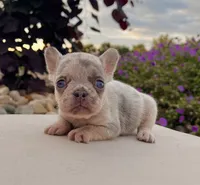 Debbie, a female French Bulldog for sale in Berlin, OH – 1 of 5