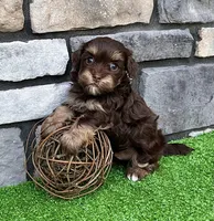 Tito, a male Havapoo for sale in Berlin, OH – 3 of 6