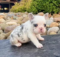 Bullet, a male French Bulldog for sale in Berlin, OH – 5 of 6