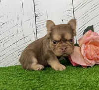 Kandy, a female French Bulldog for sale in Berlin, OH – Photo 3 of 5