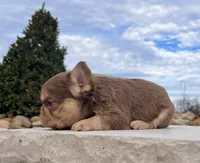 Kandy, a female French Bulldog for sale in Berlin, OH – Photo 2 of 5