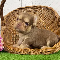 Kandy, a female French Bulldog for sale in Berlin, OH – Photo 4 of 5