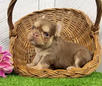 Kandy, a female French Bulldog for sale in Berlin, OH – Photo 4 of 5