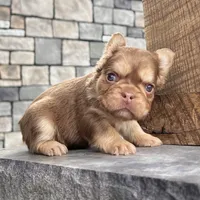 Kandy, a female French Bulldog for sale in Berlin, OH – Photo 1 of 5