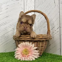 Kandy, a female French Bulldog for sale in Berlin, OH – Photo 5 of 5