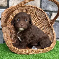 Timmy, a male Havapoo for sale in Berlin, OH – 5 of 7