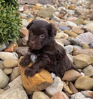 Freddy, a male Havanese for sale in Berlin, OH – Photo 5 of 6