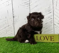 Freddy, a male Havanese for sale in Berlin, OH – Photo 3 of 6