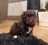 Freddy, a male Havanese for sale in Berlin, OH – Photo 4 of 6