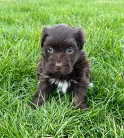Freddy, a male Havanese for sale in Berlin, OH – Photo 6 of 6