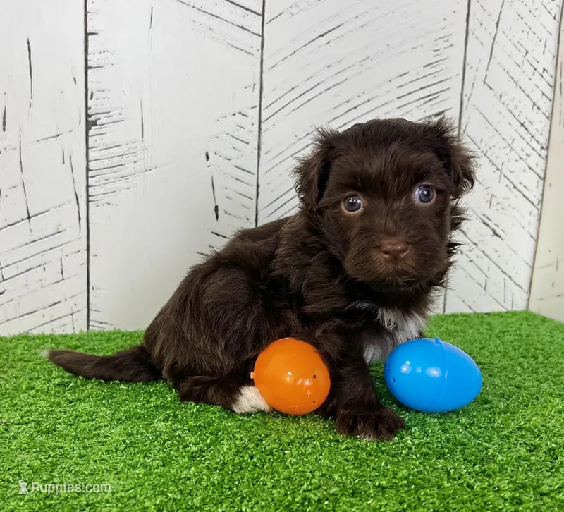 Freddy, a male Havanese for sale in Berlin, OH – Photo 1 of 6