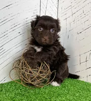 Freddy, a male Havanese for sale in Berlin, OH – Photo 2 of 6