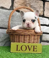 Diesel, a male French Bulldog for sale in Berlin, OH – 4 of 7