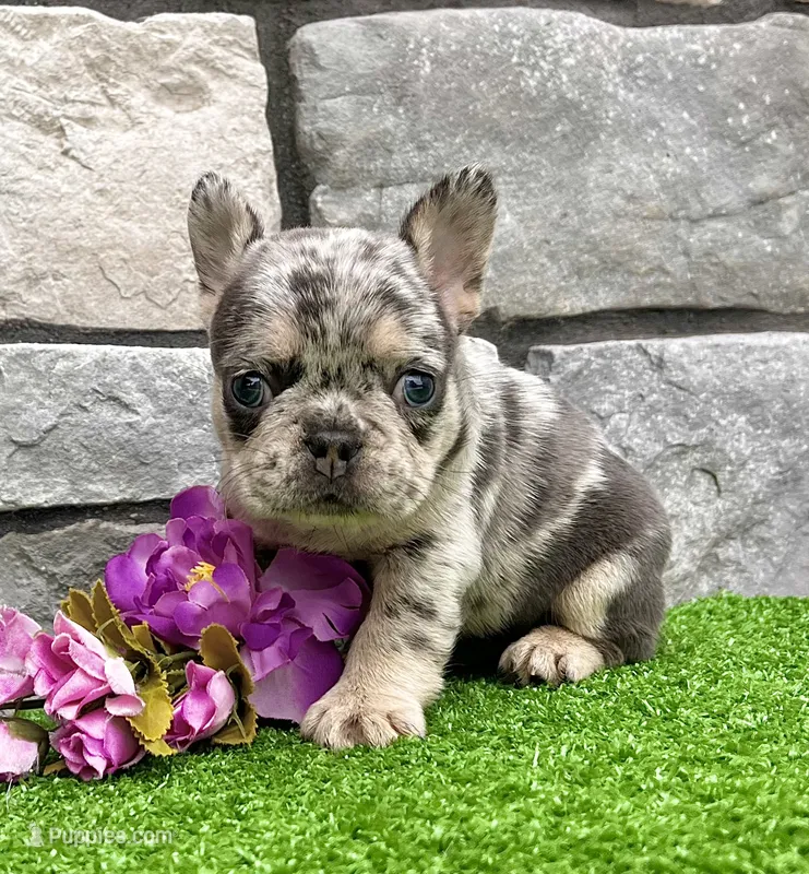 Dawn – French Bulldog puppy for sale in Berlin, OH