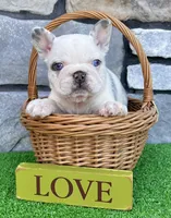 Bullet, a male French Bulldog for sale in Berlin, OH – 4 of 5