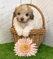 Ginger, a female Havanese for sale in Berlin, OH – Photo 2 of 3