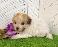Ginger, a female Havanese for sale in Berlin, OH – Photo 3 of 3